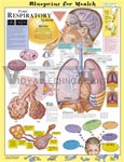 Blueprint for Health Your Respiratory System Anatomical Chart - Laminated